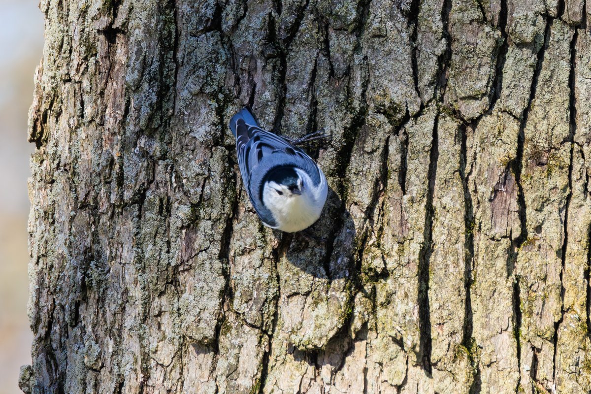 White-breasted Nuthatch