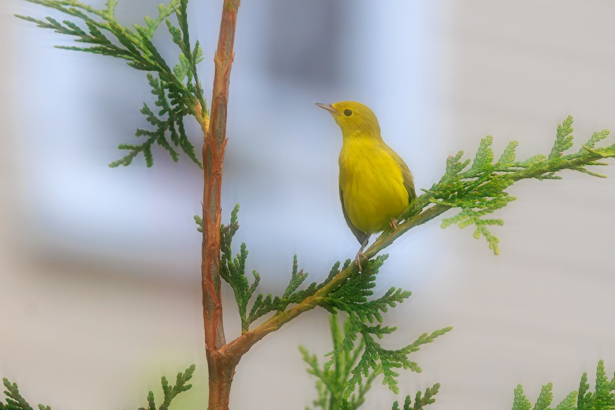 Northern Yellow Warbler