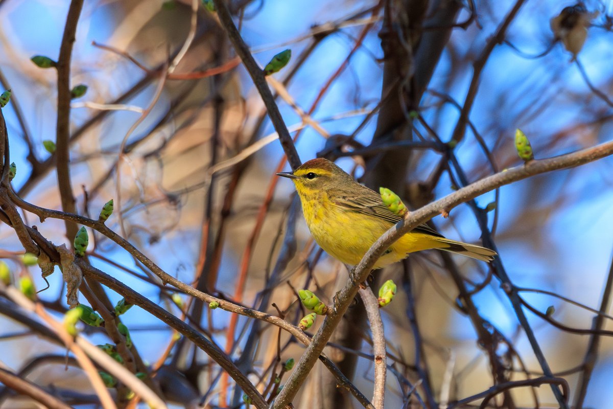 Palm Warbler