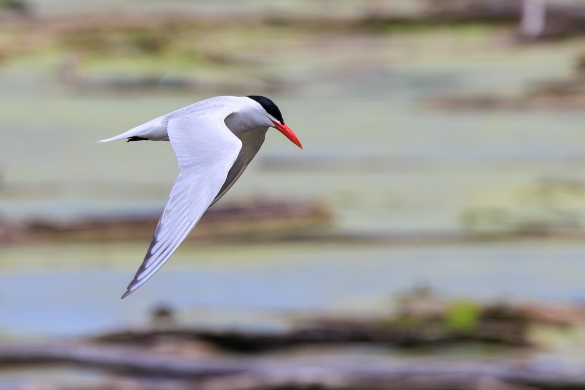 Caspian Tern