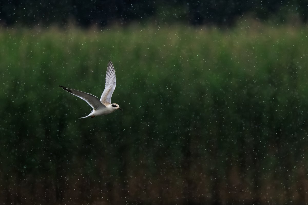 Forster's Tern