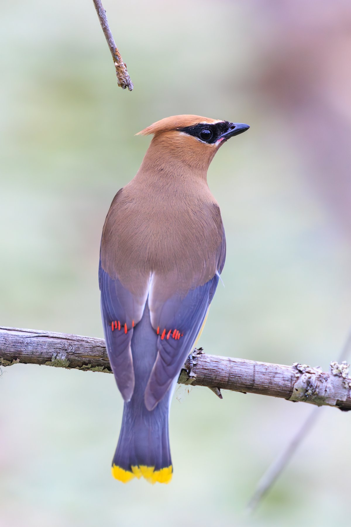 Cedar Waxwing
