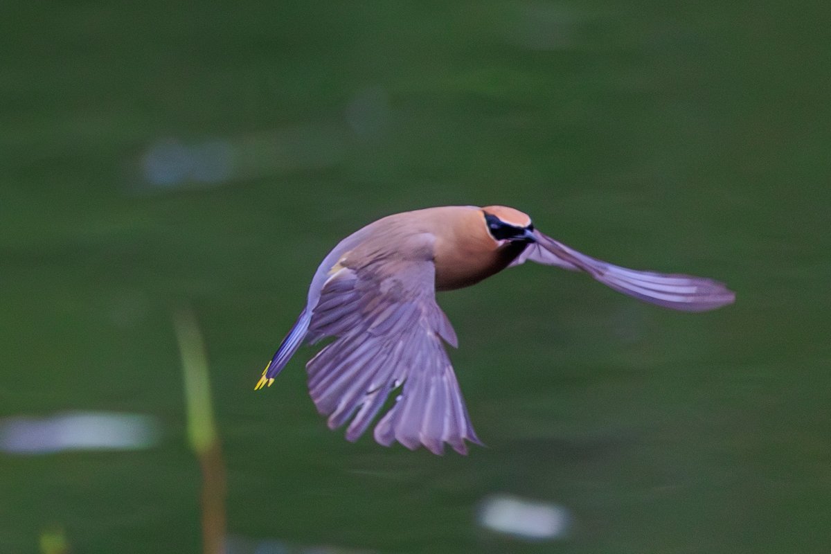 Cedar Waxwing