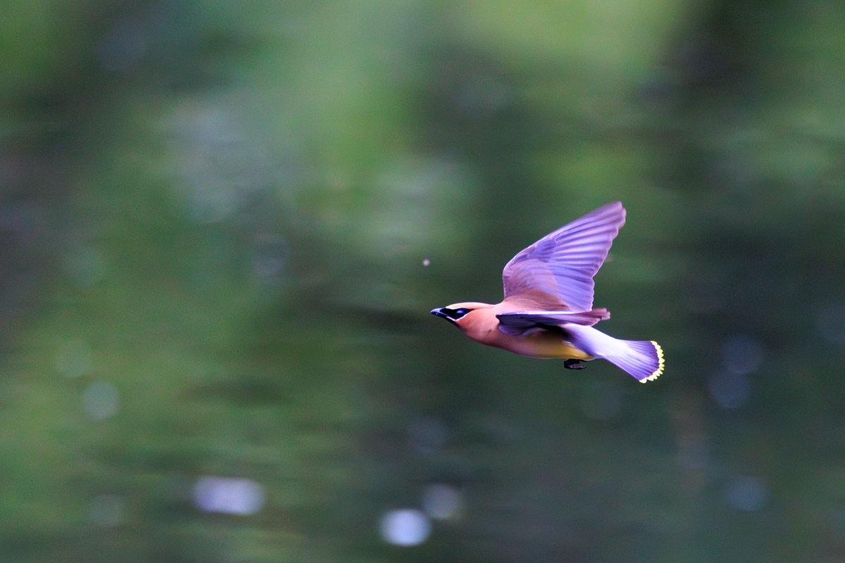Cedar Waxwing