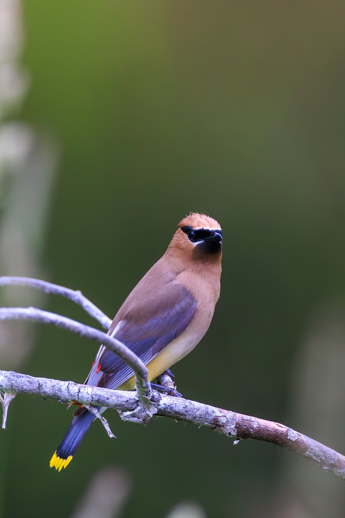 Cedar Waxwing