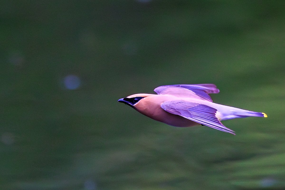 Cedar Waxwing