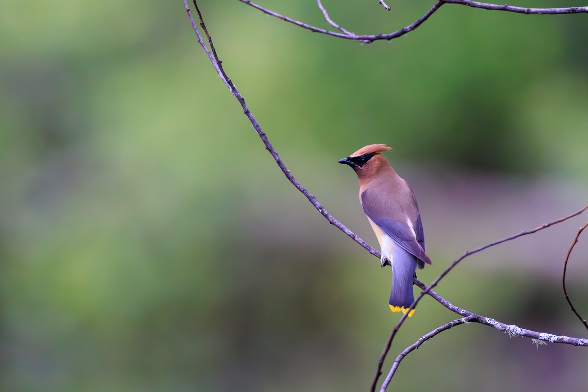 Cedar Waxwing
