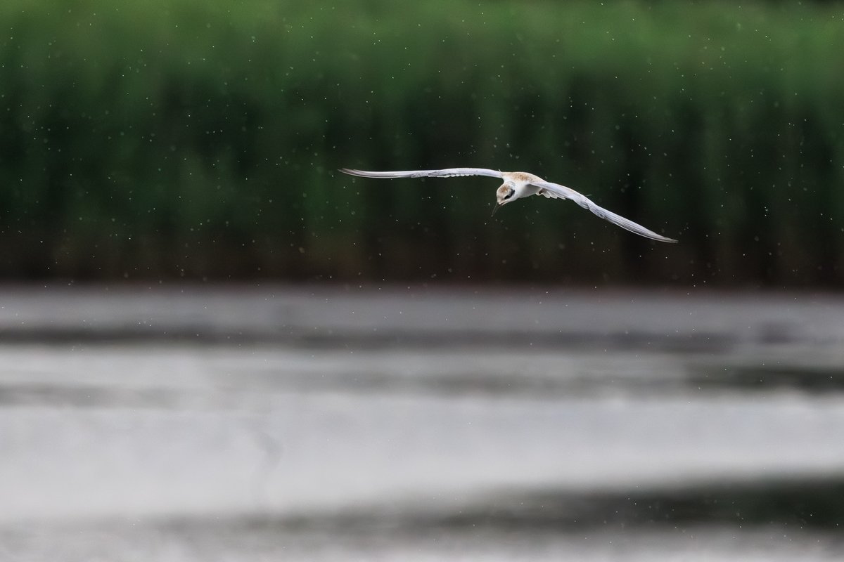 Forster's Tern