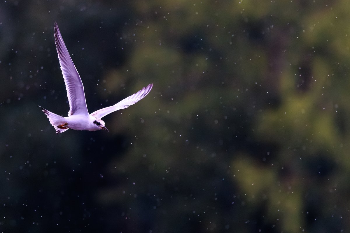 Forster's Tern