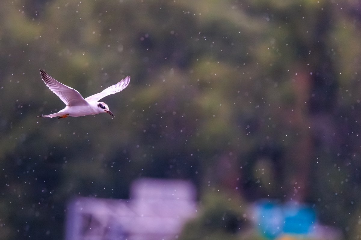 Forster's Tern