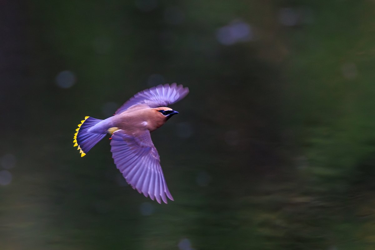 Cedar Waxwing