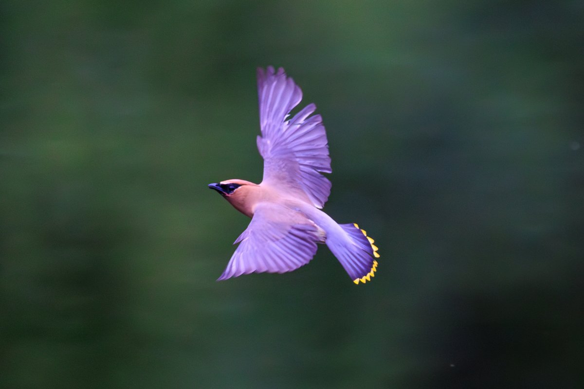 Cedar Waxwing