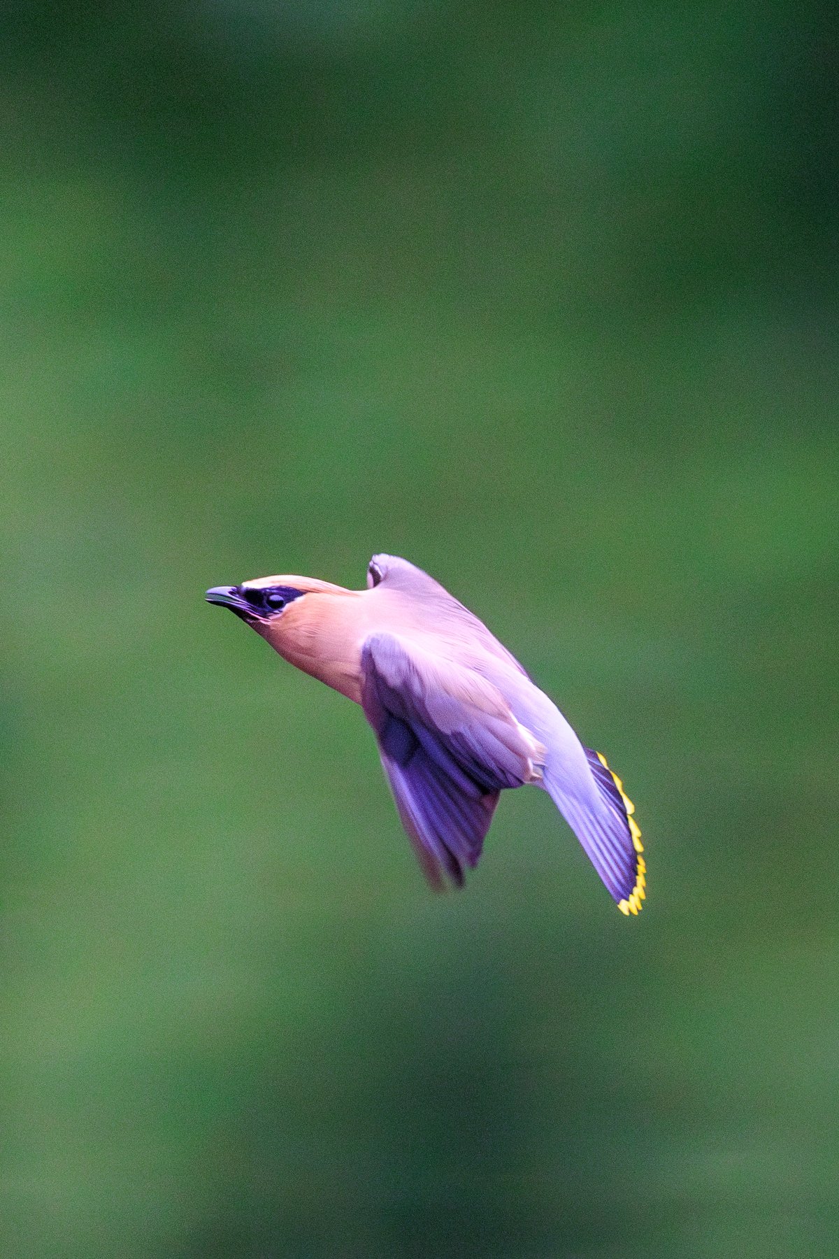 Cedar Waxwing