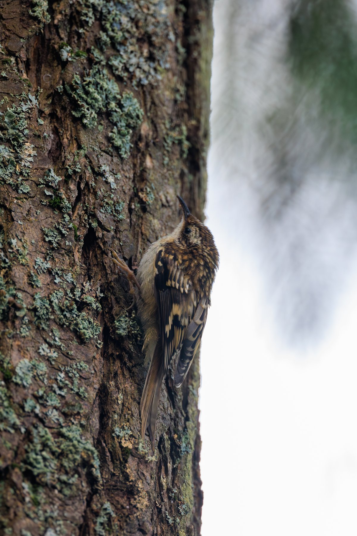 Brown Creeper