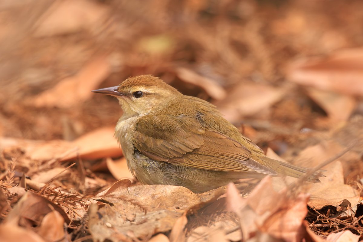 Swainson's Warbler