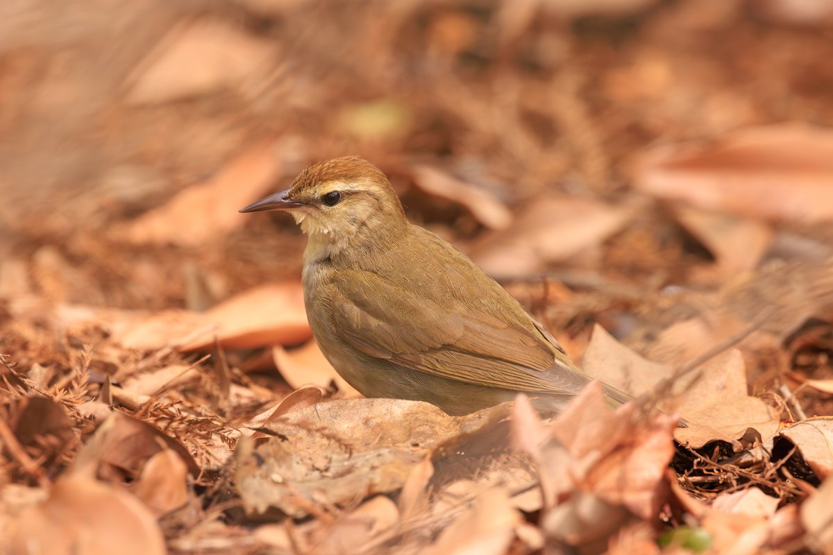 Swainson's Warbler