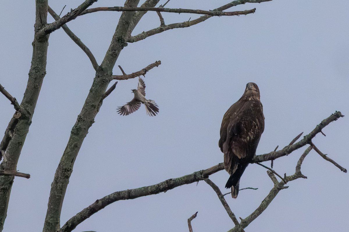 Bald Eagle