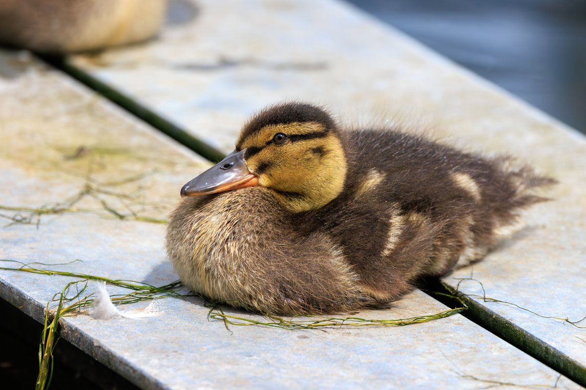 Mallard