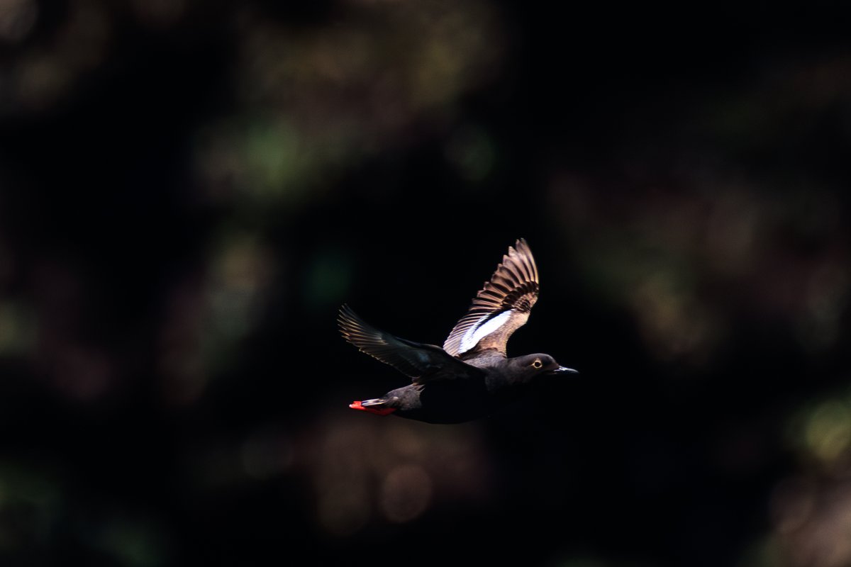 Pigeon Guillemot