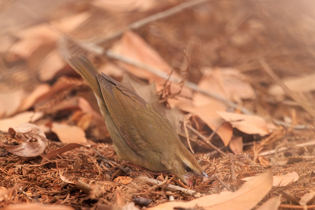 Swainson's Warbler