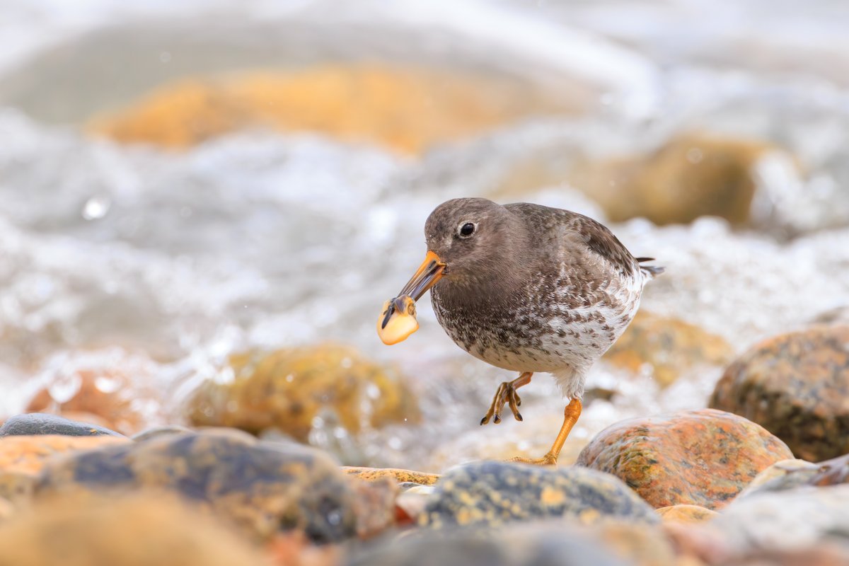 Purple Sandpiper