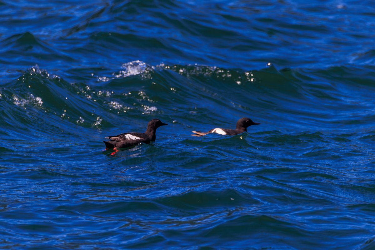Pigeon Guillemot