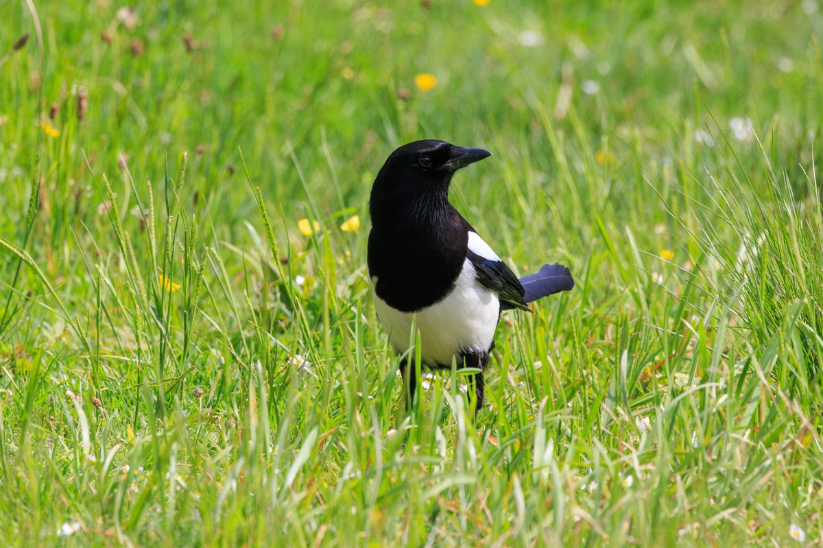 Eurasian Magpie