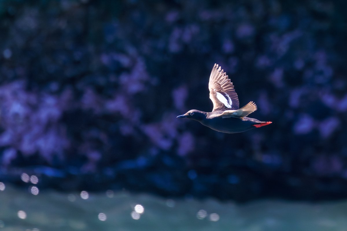 Pigeon Guillemot
