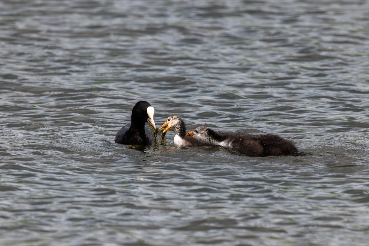 Eurasian Coot