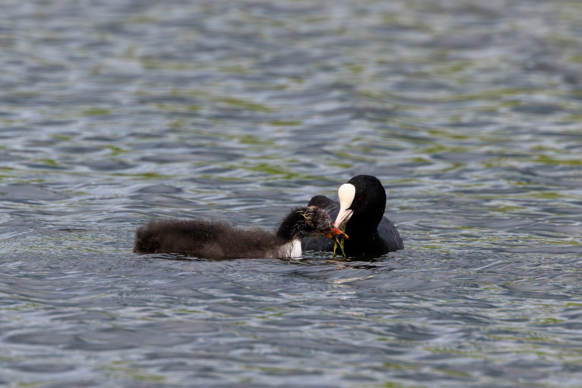 Eurasian Coot