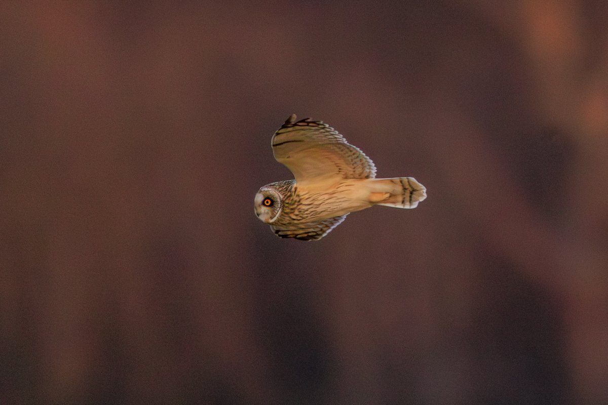 Short-eared Owl