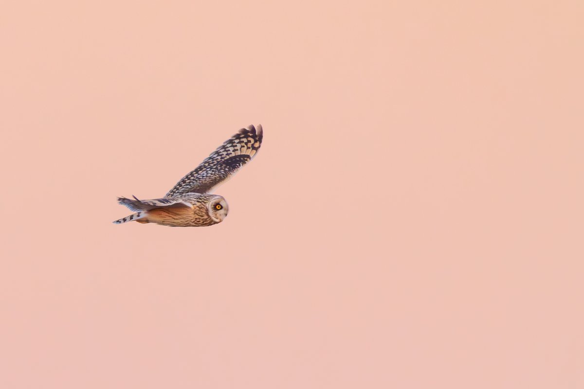 Short-eared Owl