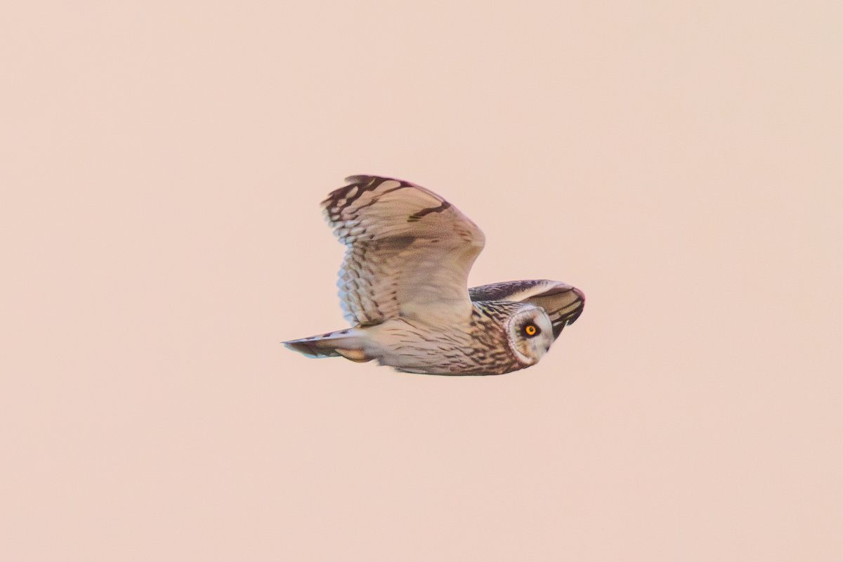 Short-eared Owl