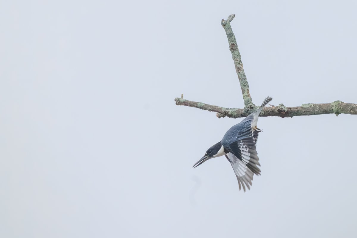Belted Kingfisher