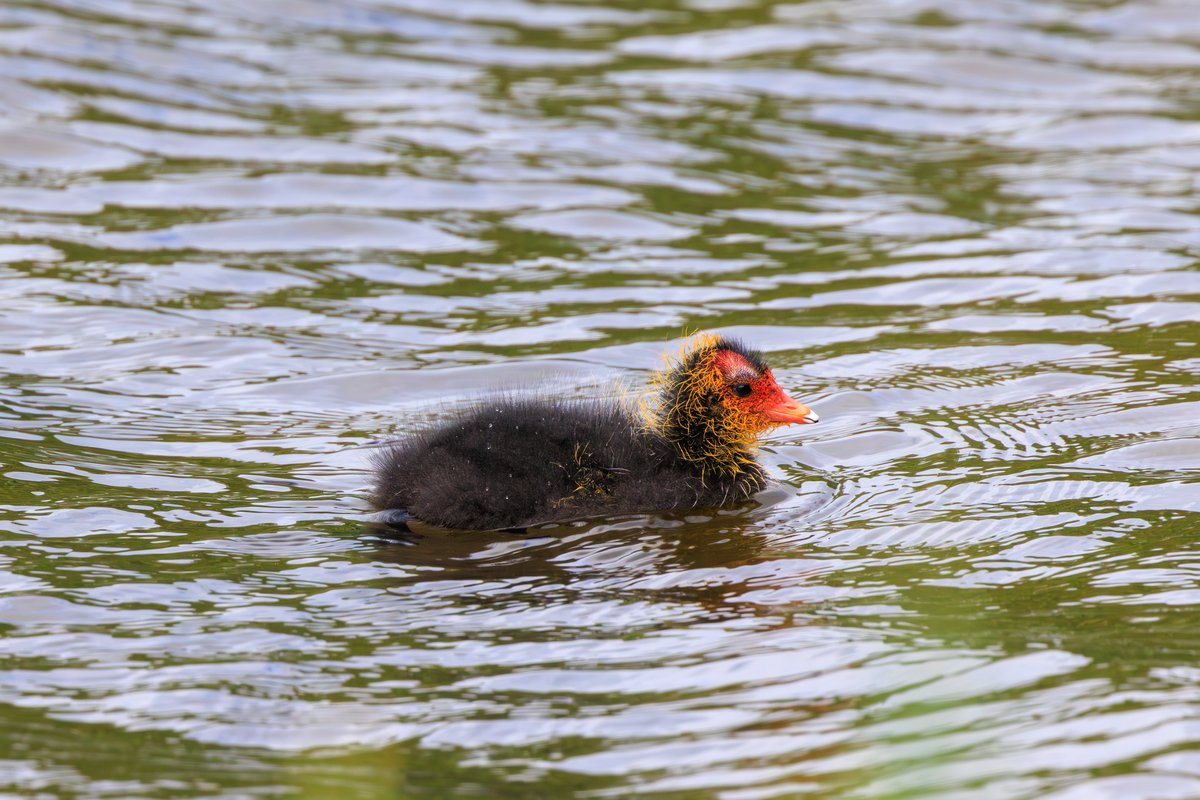 Eurasian Coot