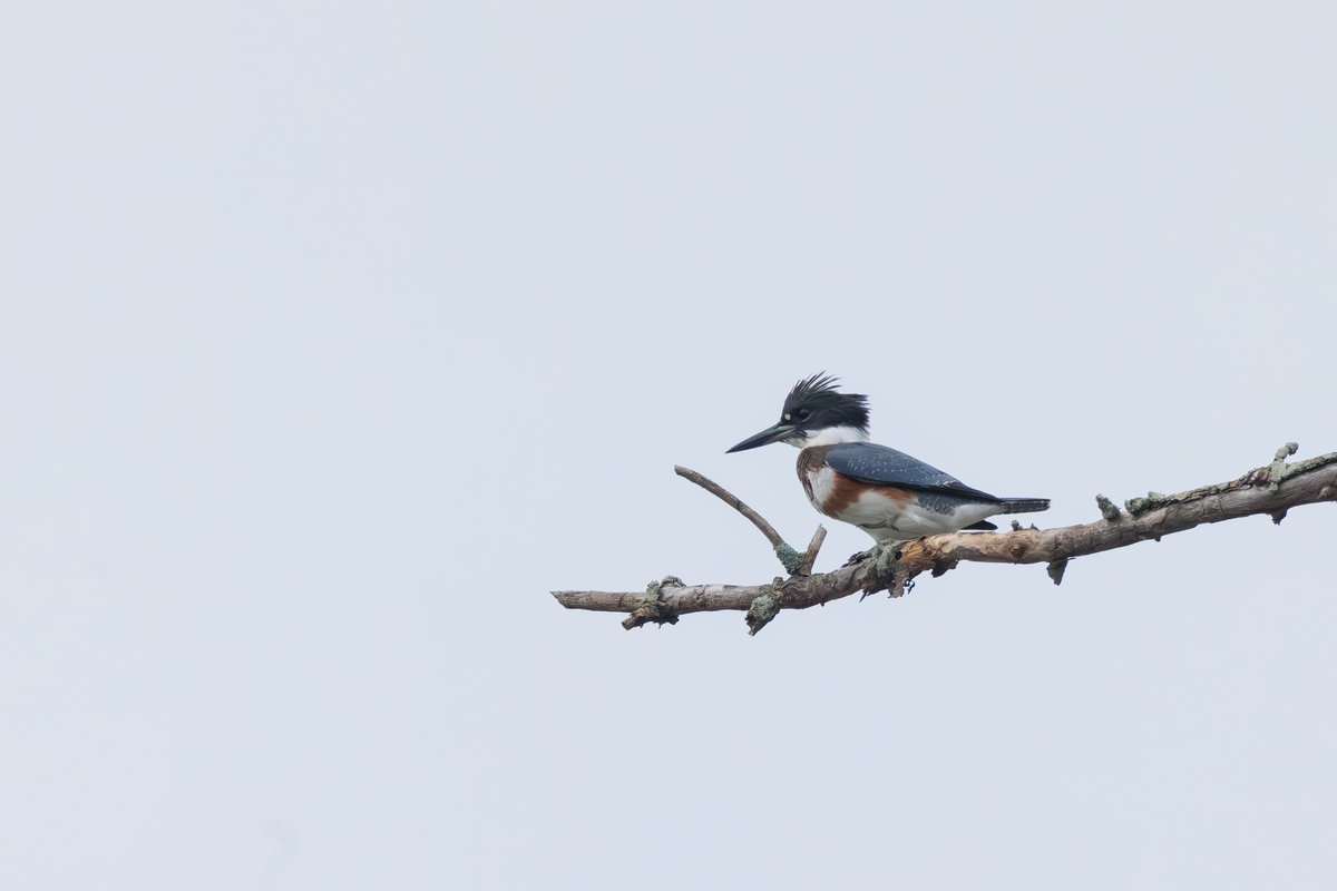Belted Kingfisher