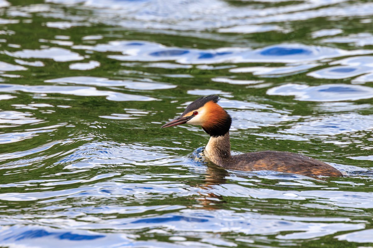Great Crested Grebe