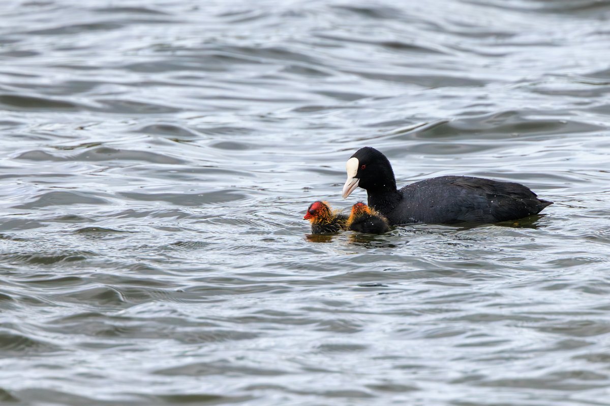 Eurasian Coot