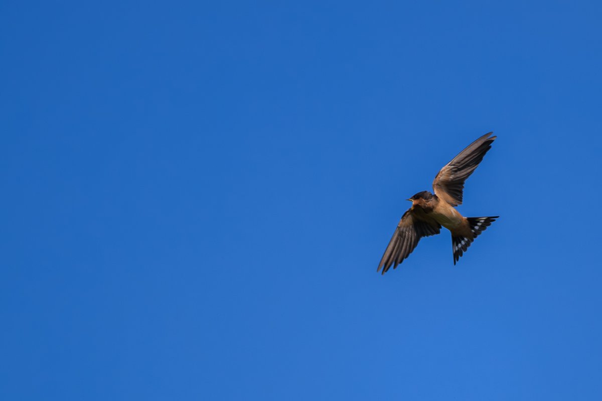 Barn Swallow