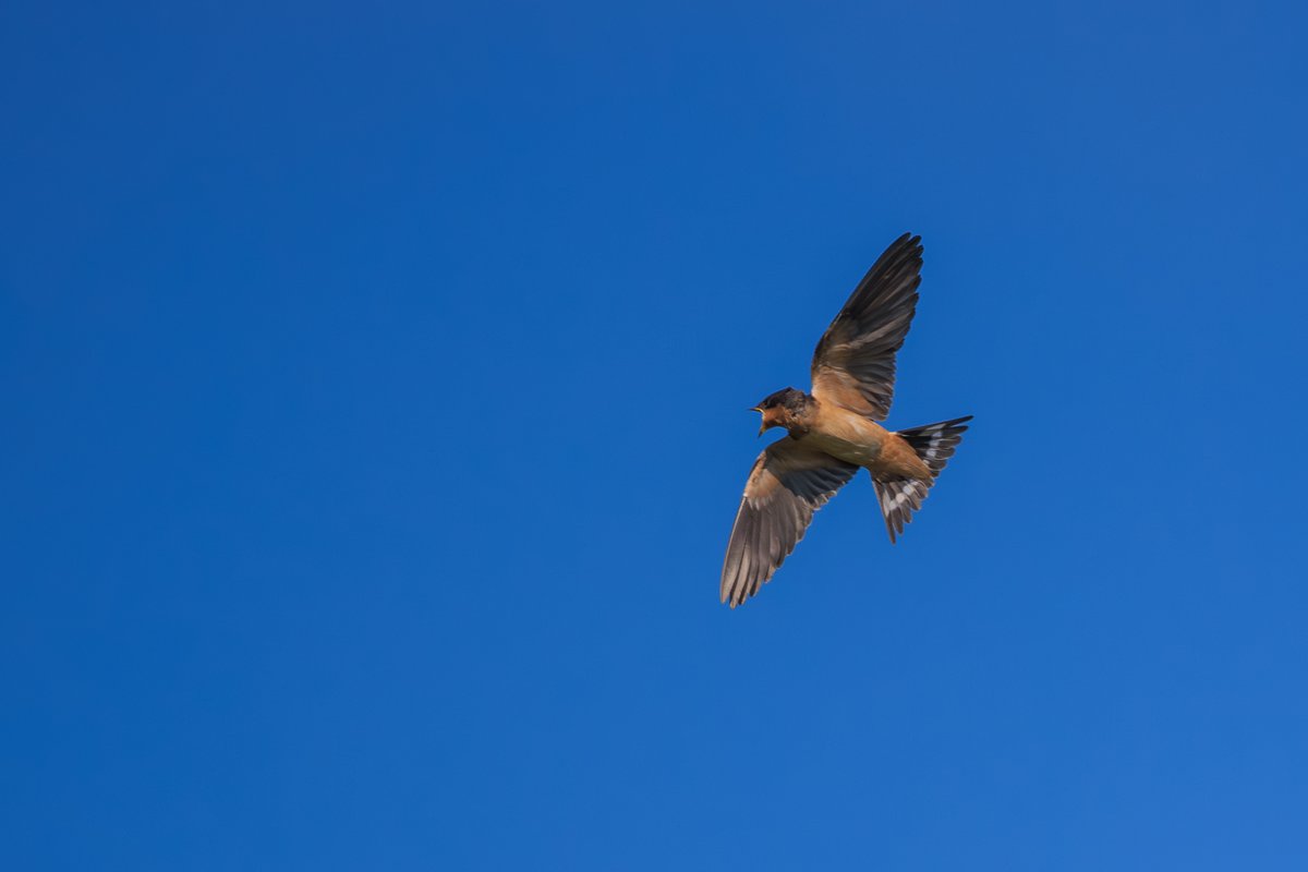Barn Swallow