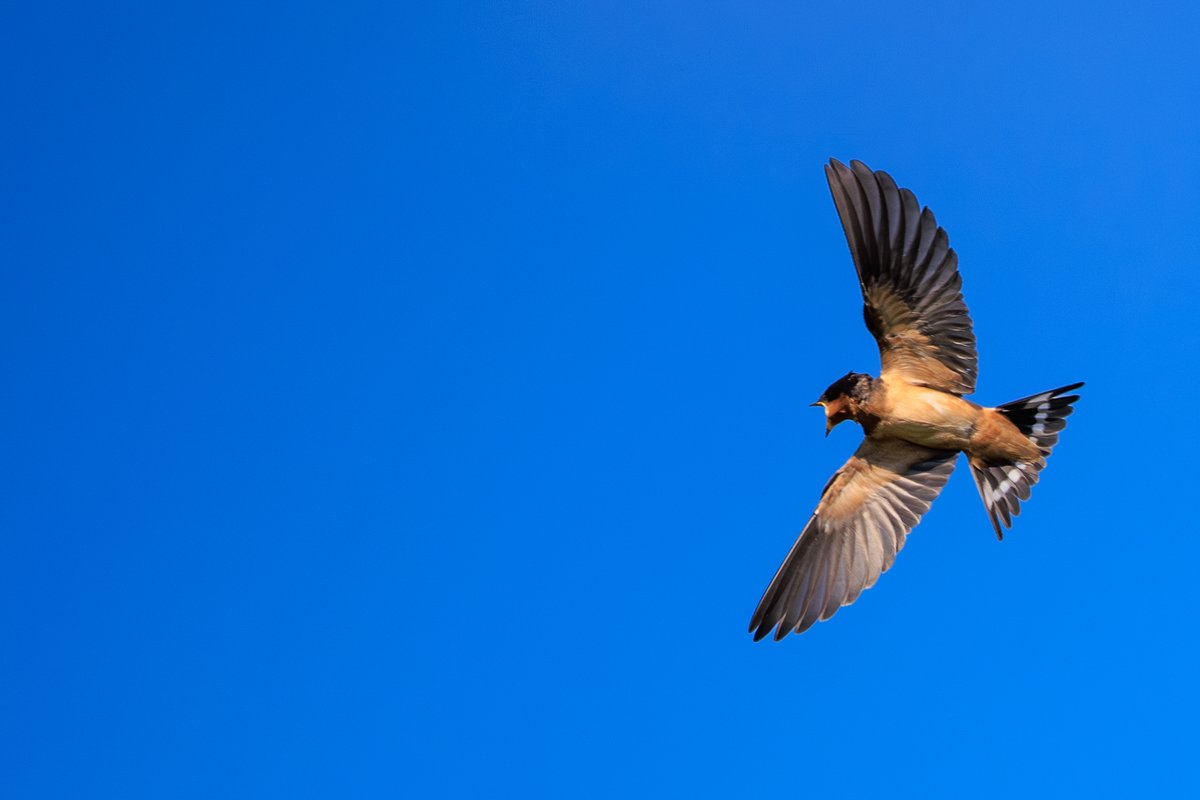 Barn Swallow