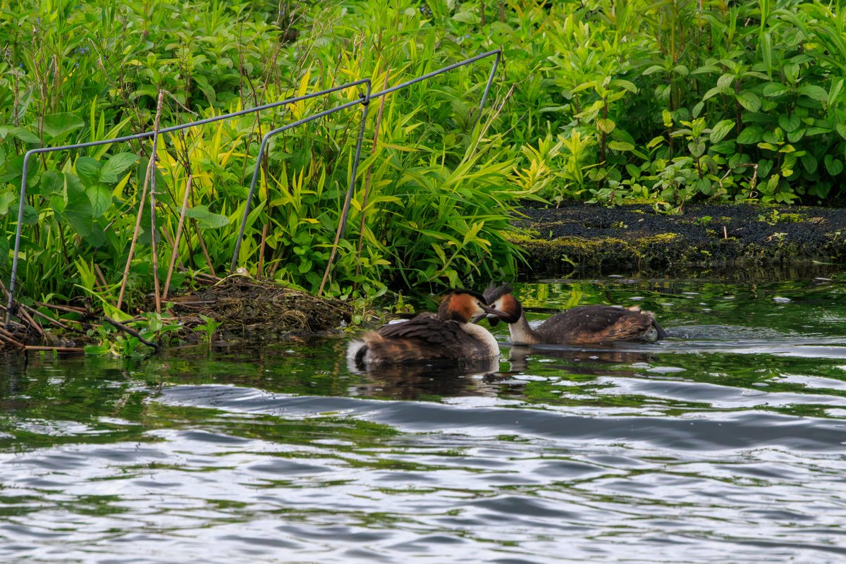 Great Crested Grebe