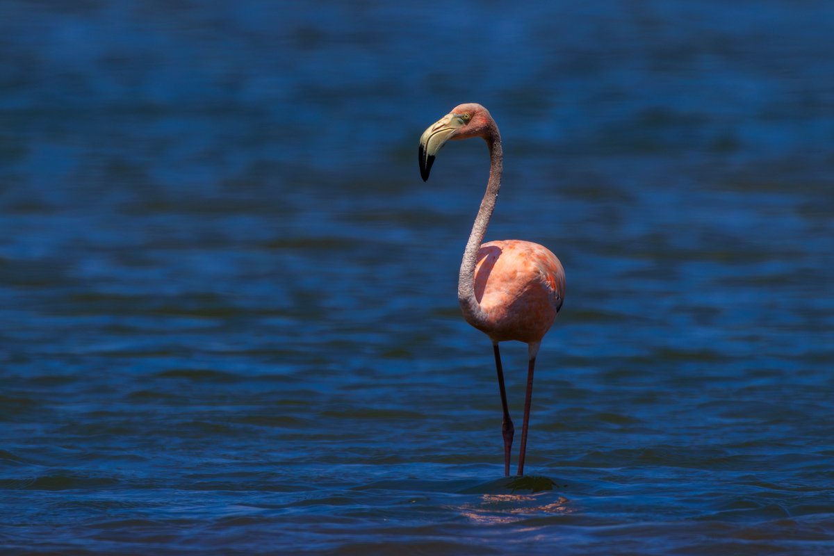 American Flamingo
