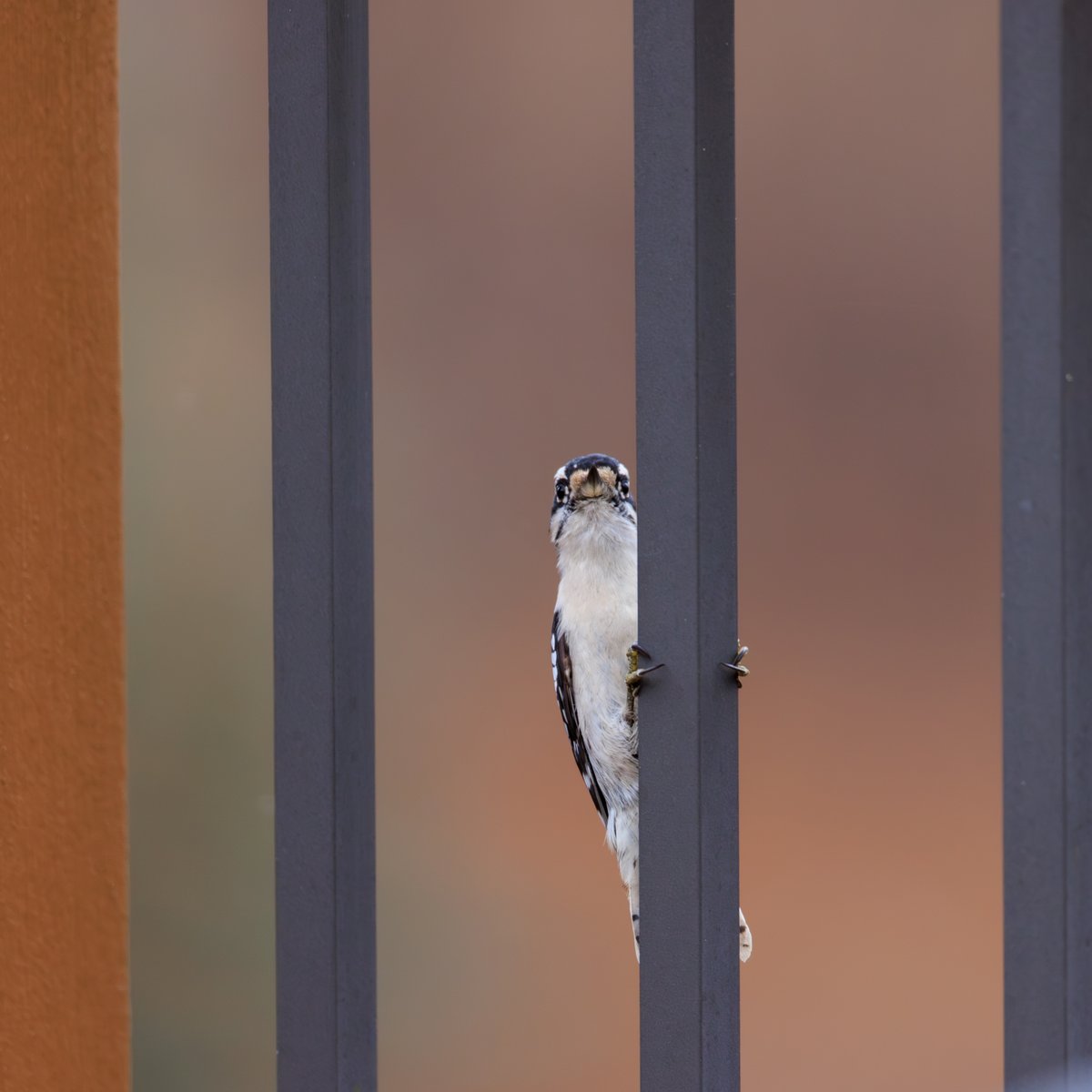 Downy Woodpecker