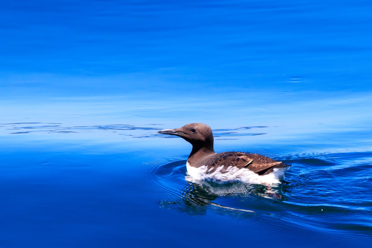 Common Murre