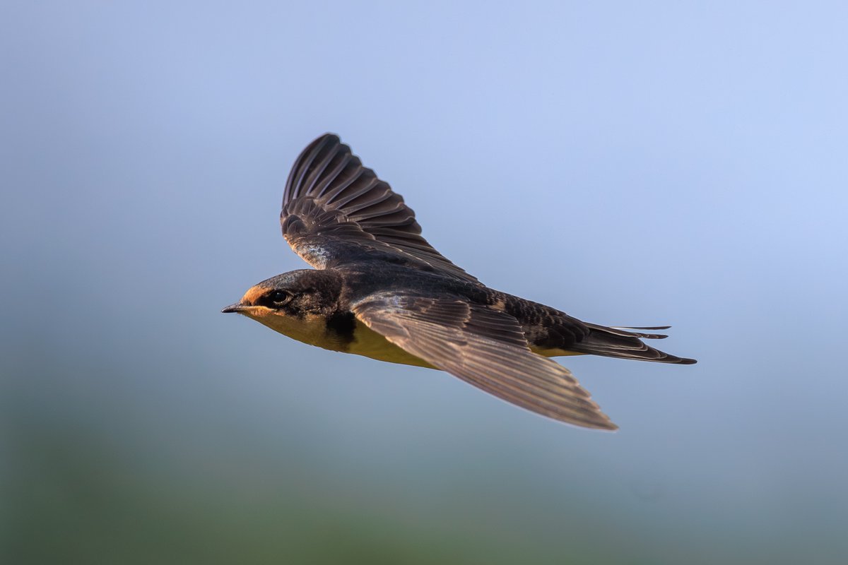 Barn Swallow