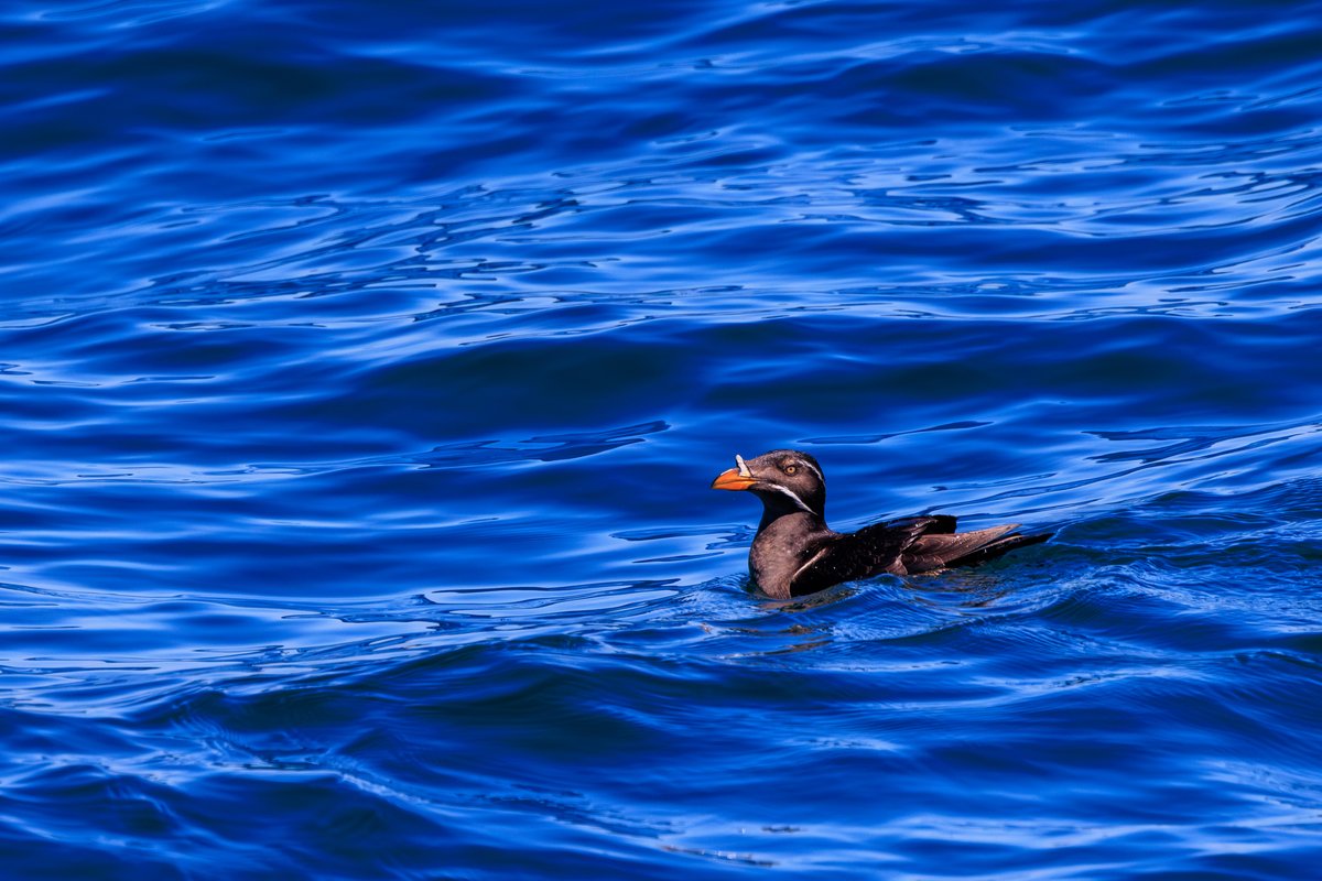 Rhinoceros Auklet