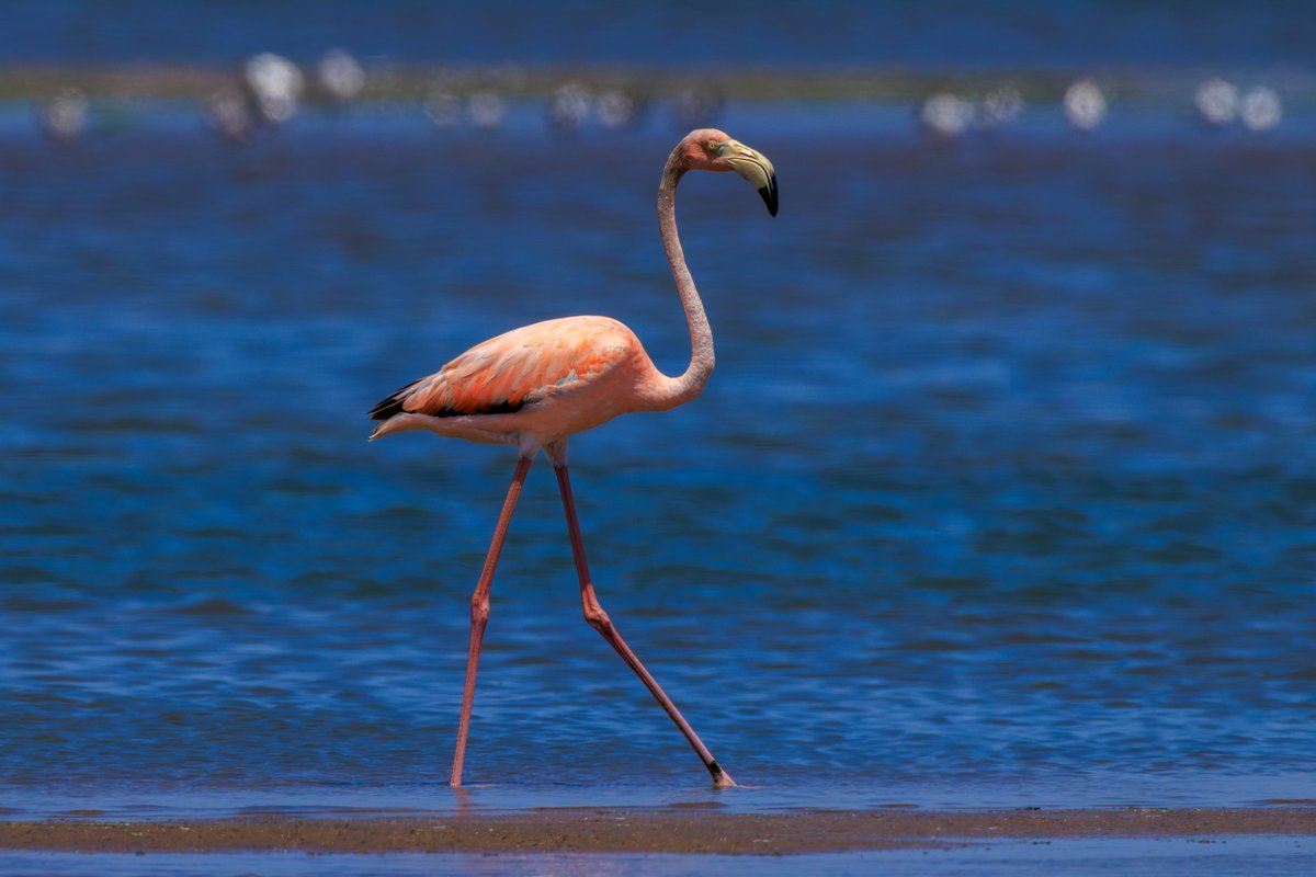 American Flamingo