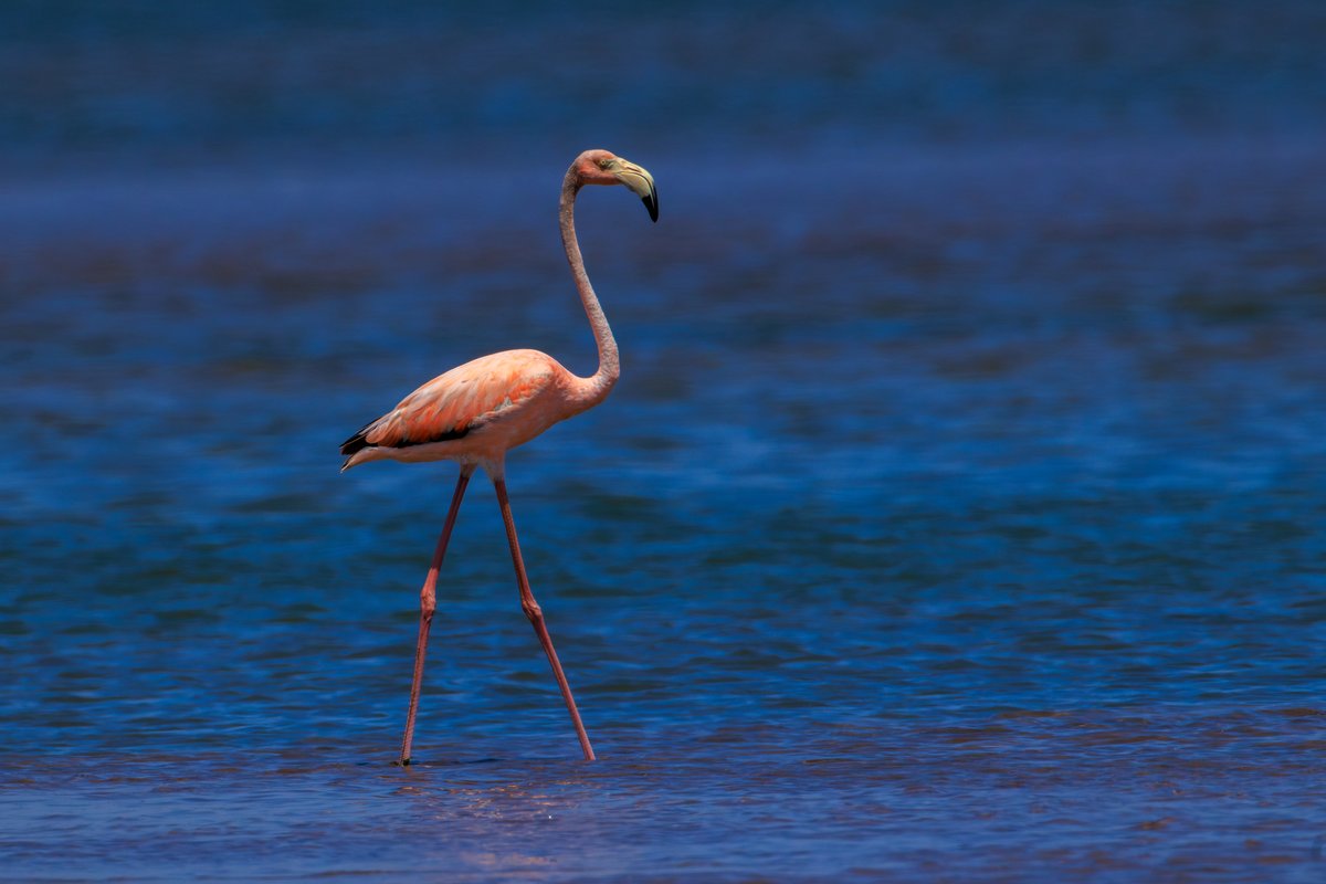 American Flamingo