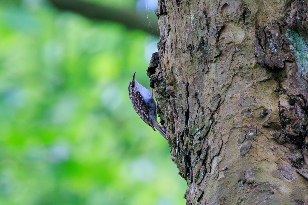 Eurasian Treecreeper
